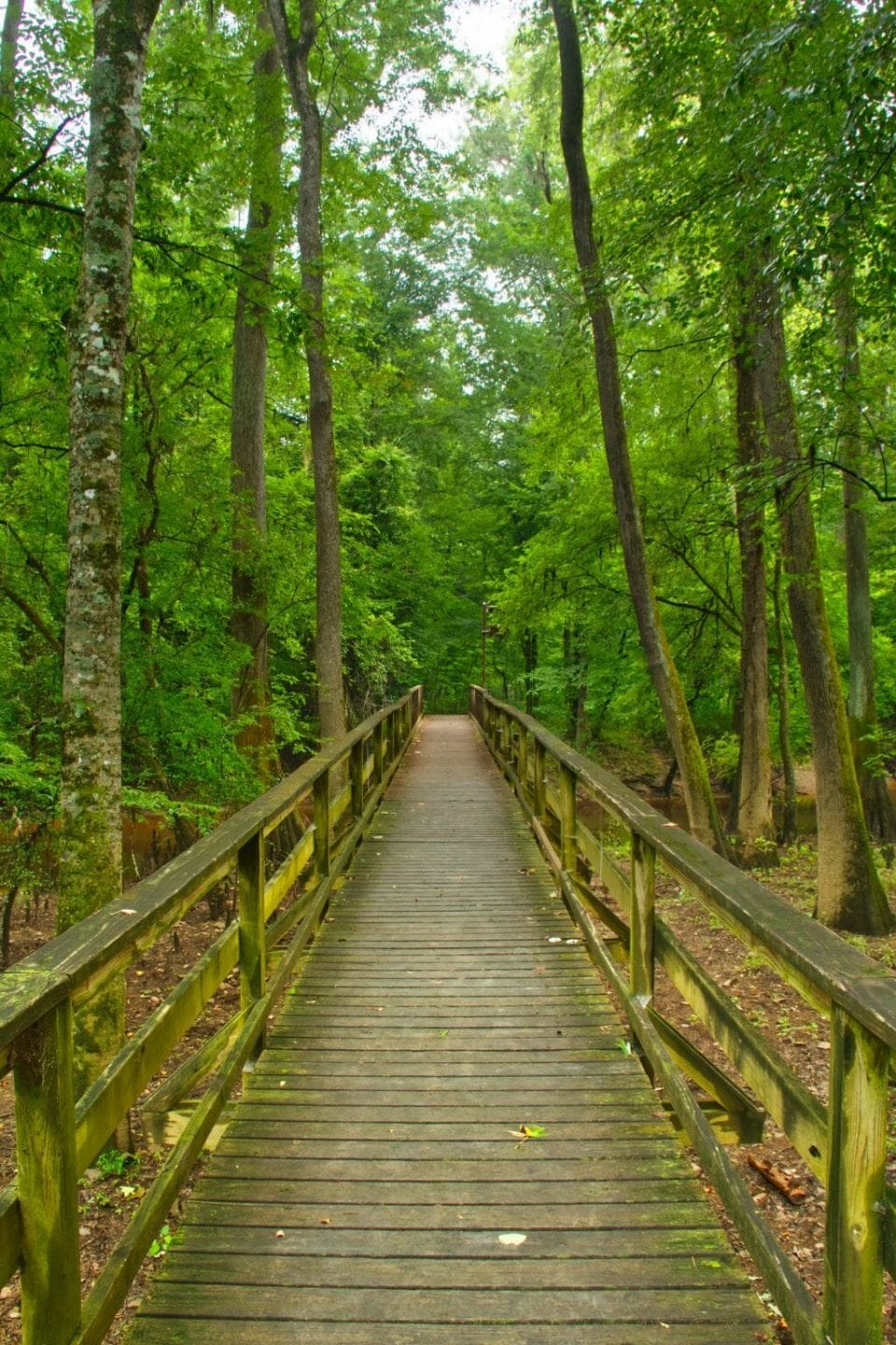 25 Amazing Things South Carolina is Known For (+ Famous For!)