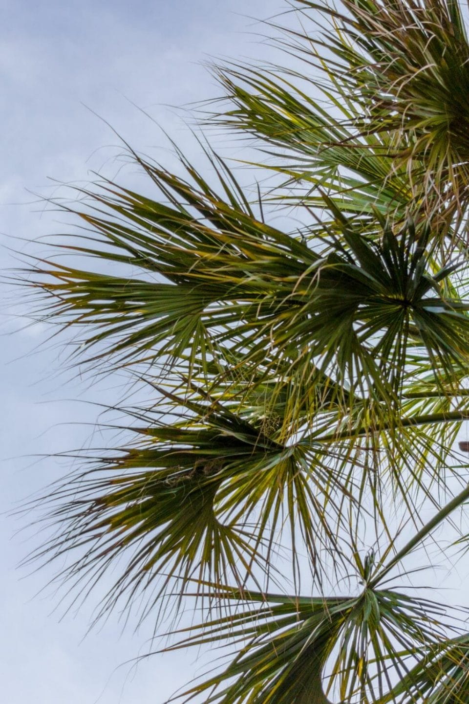 25 Amazing Things South Carolina is Known For (+ Famous For!)