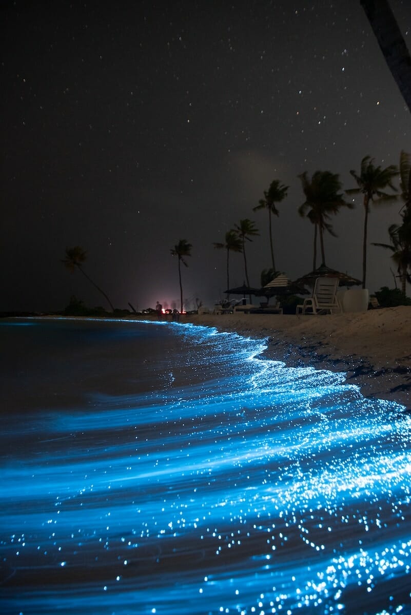 sparkling blue lights of bioluminescence on the coast of a beach at night