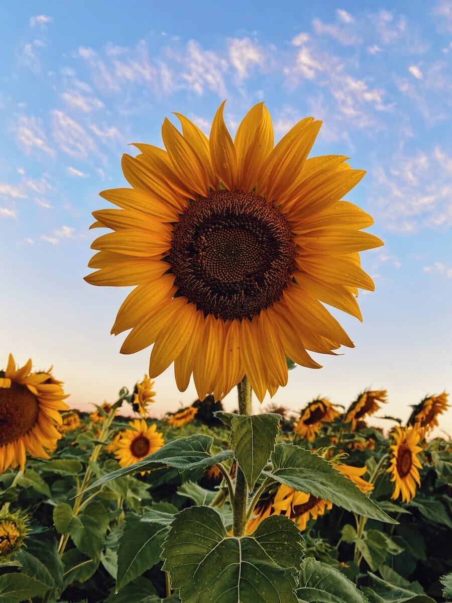 a field of sunflowers with a blue sky in the background