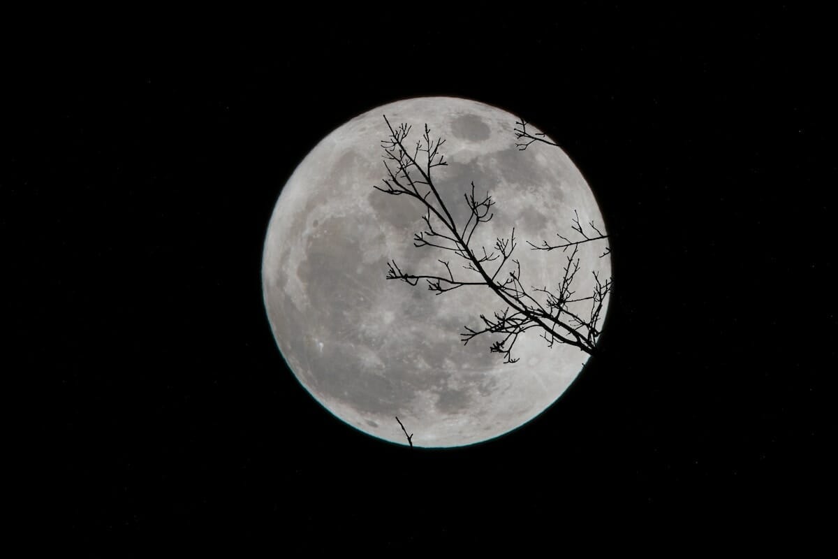 the silhouette of a tree branch in front of a full moon on a dark night