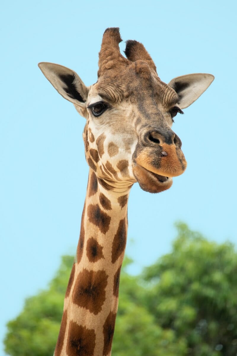 close up of a giraffe