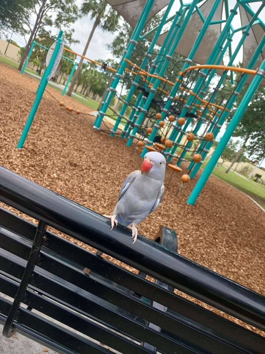 A gray parrot perched on a bench at Mathews Park with the jungle gym playground in the background