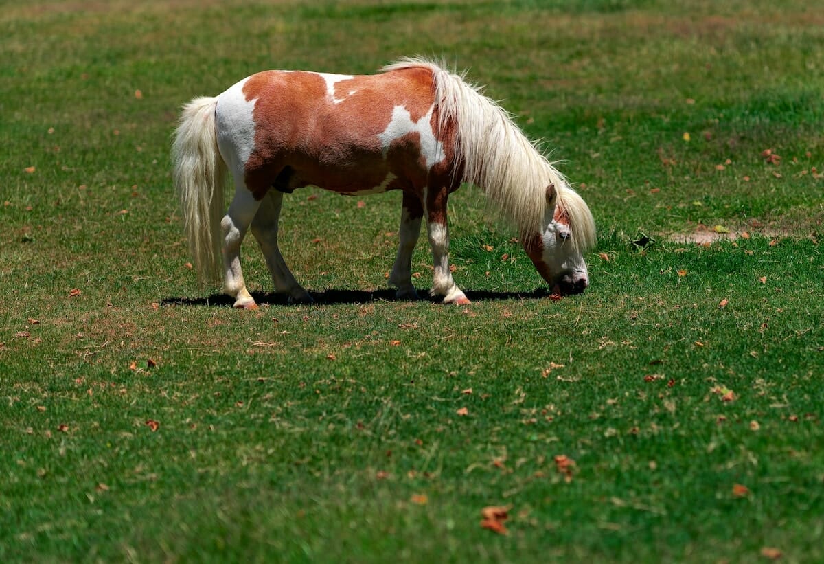 a brown and white pony grazes in a grassy area