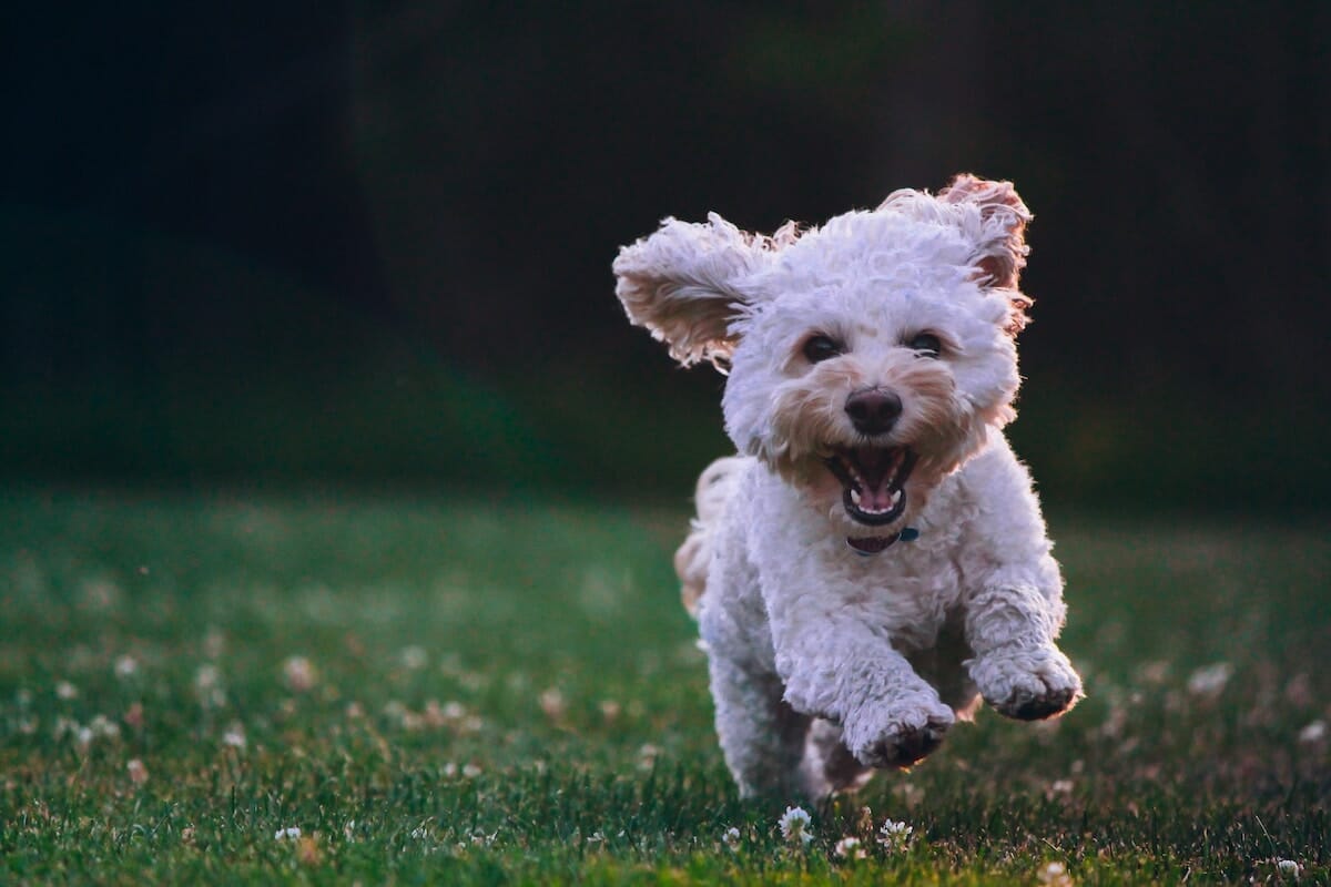 A puppy runs happily through grass in a park