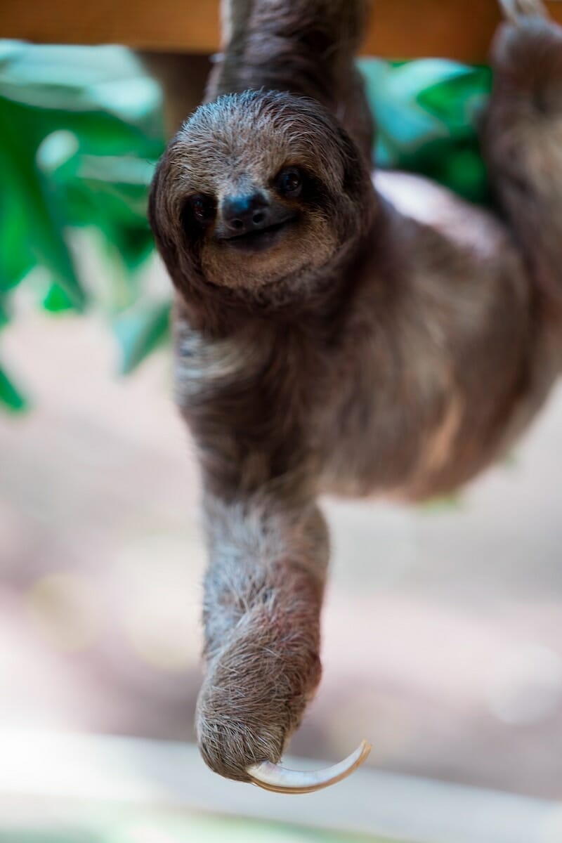 a sloth hangs from a post and looks at the camera with a friendly expression