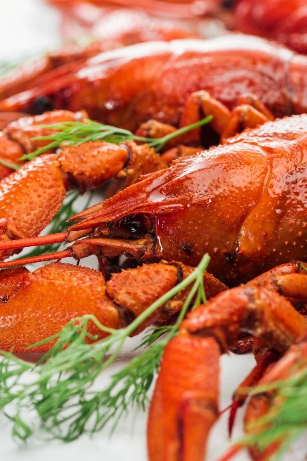 37 Cool Things Maine Is Known For Famous For 37-cool-things-maine-is-known-for-famous-for