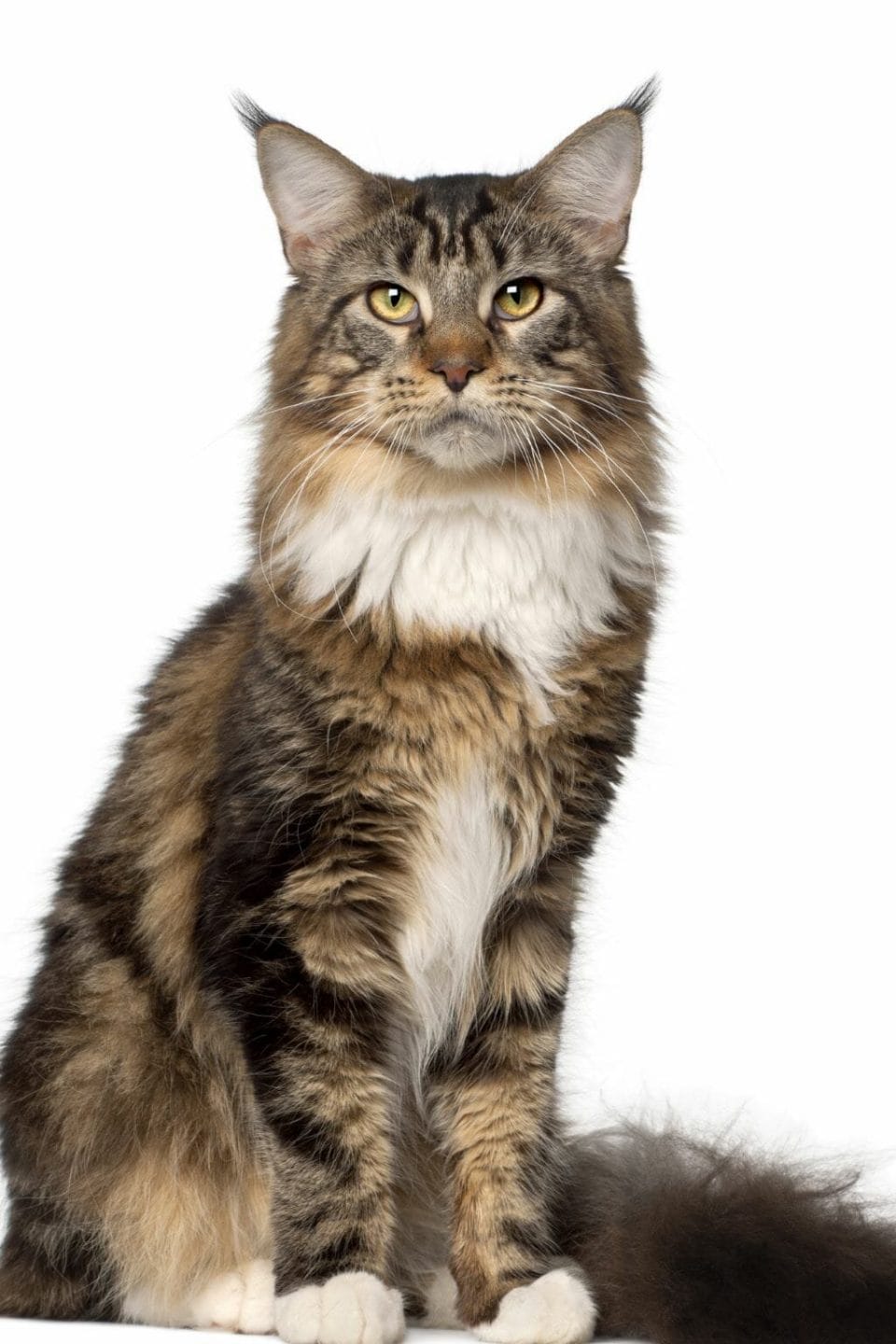 37 Cool Things Maine is Known For (+ Famous For)