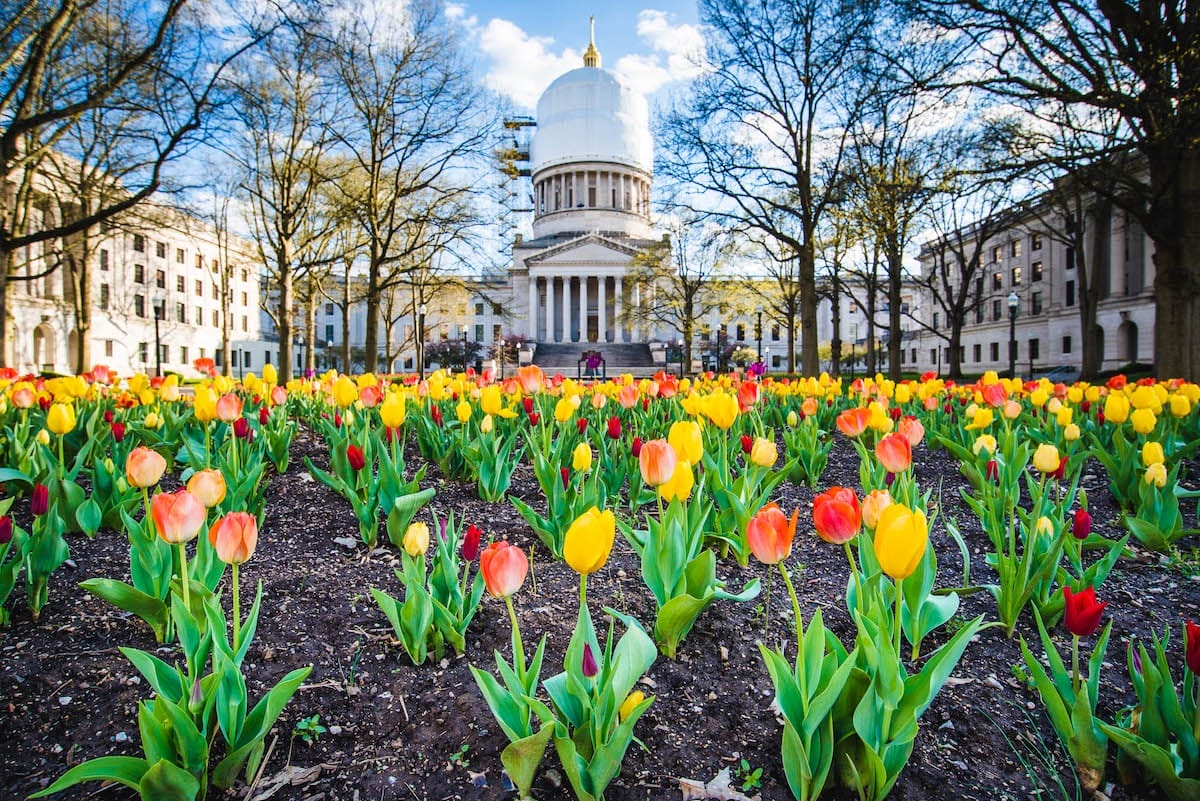tulips planted in front of the state capitol building in Charleston West Virginia