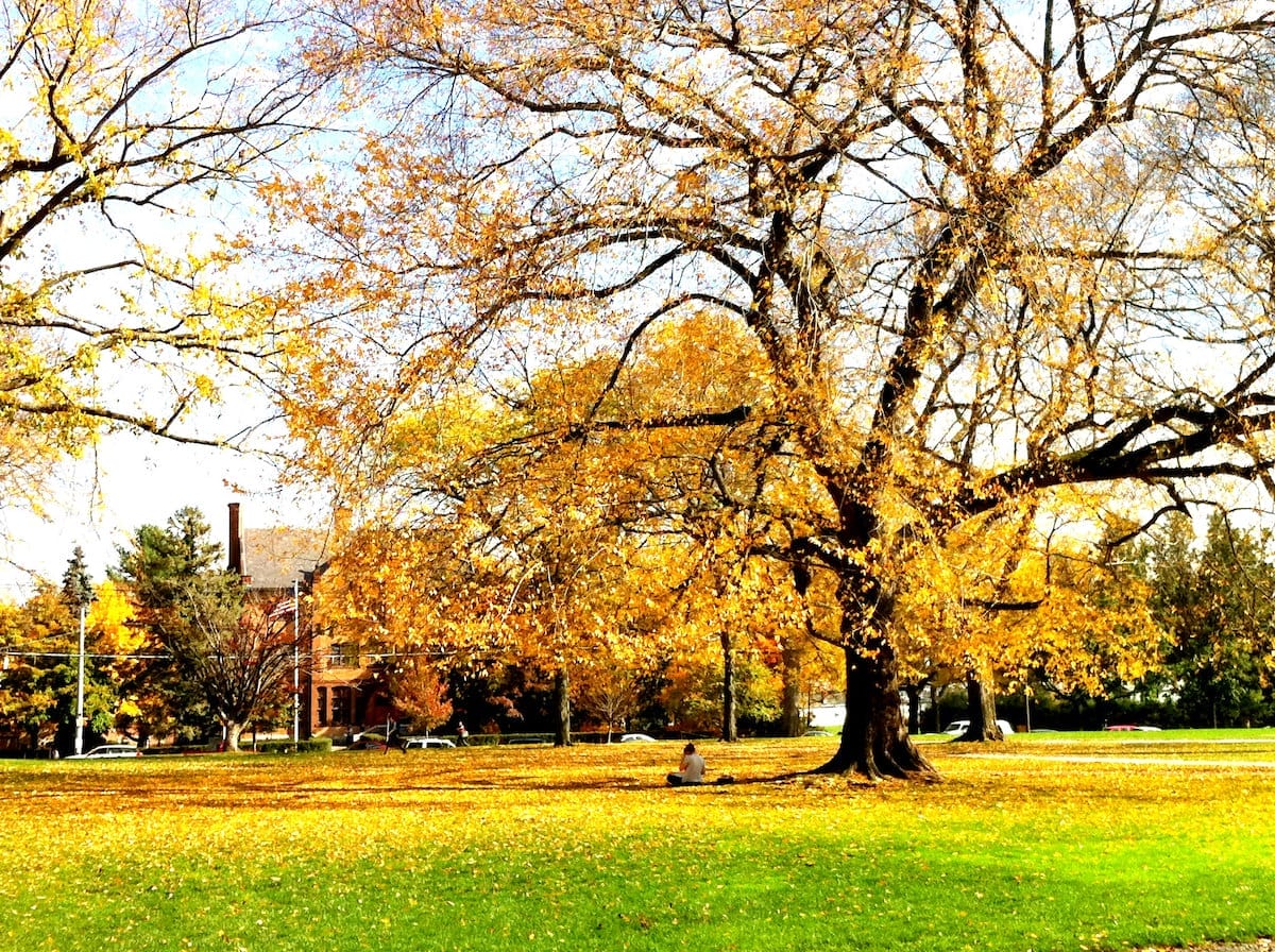 a tree with bright yellow leaves on an autumn day in Middletown Connecticut, one of the most beautiful places in America
