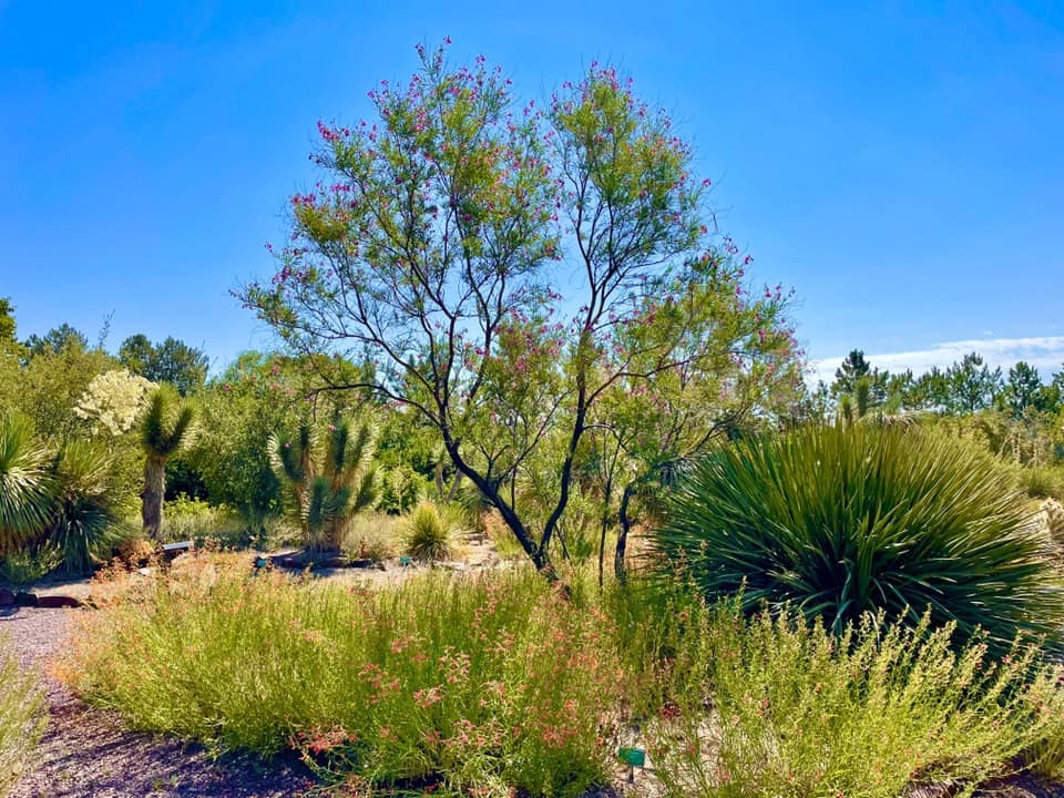 desert plants at the Orton Botanical Garden in Twin Falls, Idaho