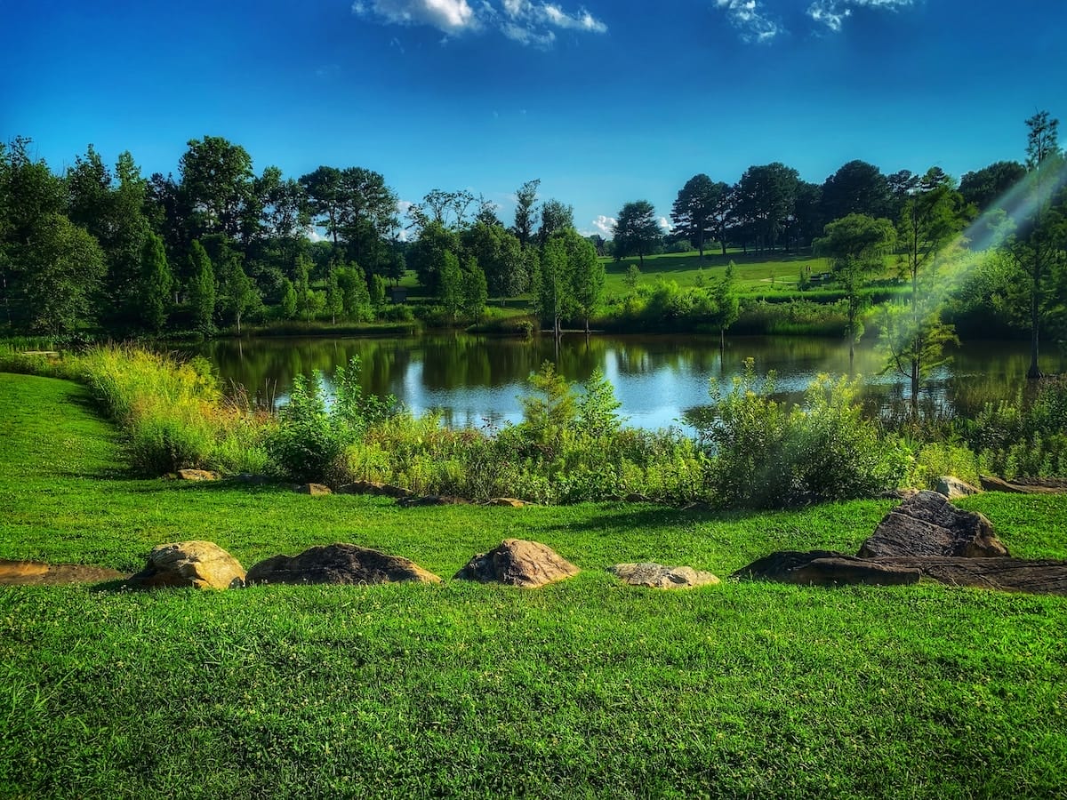 Greenery surrounds a small pond in the North Carolina Museum of Art park in Raleigh